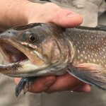 brook trout fly fishing asheville