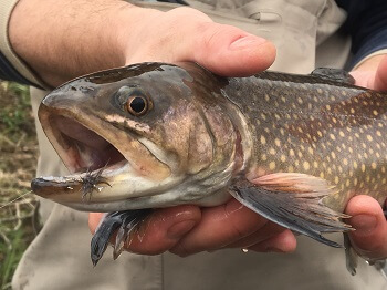 brook trout fly fishing asheville