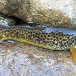 brown trout asheville nc