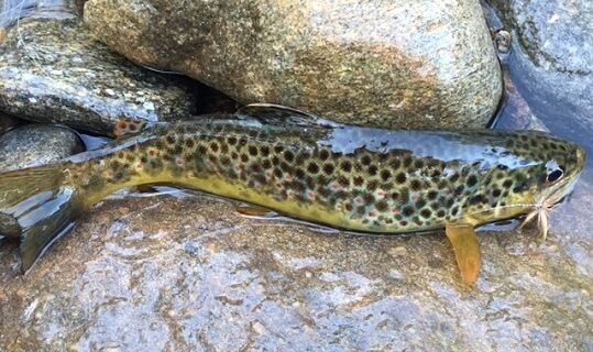 brown trout asheville nc