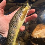 brown trout fly fishing asheville guide