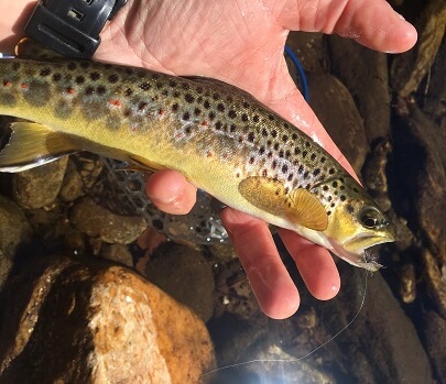 brown trout fly fishing asheville guide