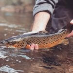 browntrout fishing