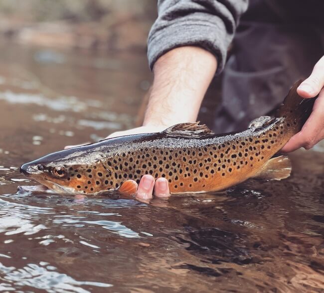 browntrout fishing