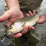 dry flies for rainbow trout