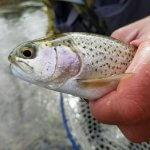rainbow trout fishing in asheville