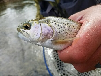 rainbow trout fishing in asheville