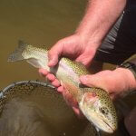 rainbown trout fishing nc