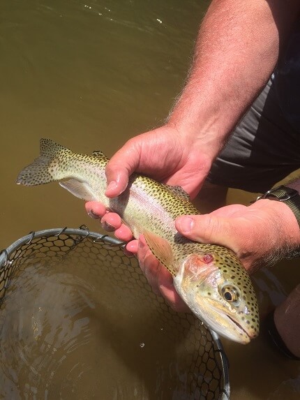 rainbown trout fishing nc