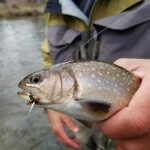 southern appalachian brook trout