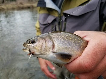 southern appalachian brook trout