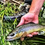 wild brown trout in nc