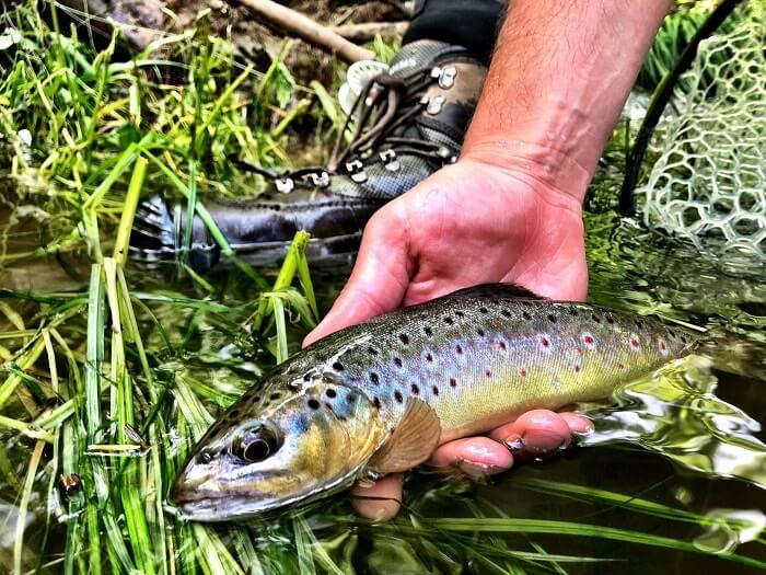 wild brown trout in nc