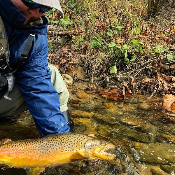 brown trout fly fish