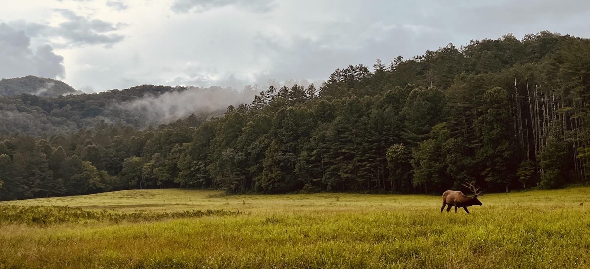 Cherokee nc fly fishing guide